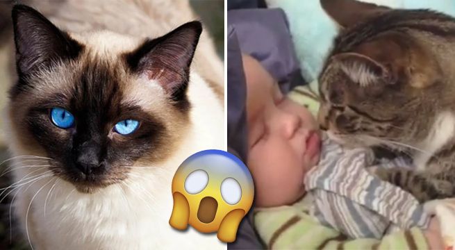 Un gato salva a un bebé de caerse por las escaleras [VIDEO]