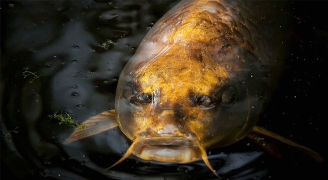 Pez con rostro humano causa conmoción en las redes sociales [VIDEO]