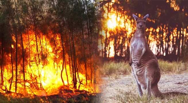 Bombera logra reanimar a un pequeño canguro luego de un incendio forestal [VIDEO]
