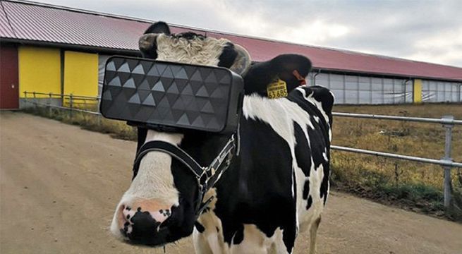 Crean gafas de realidad virtual para vacas buscando que sean más felices [FOTOS]