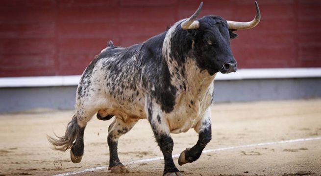 Prohíben corridas de toros, peleas de gallos y perros en estado de México