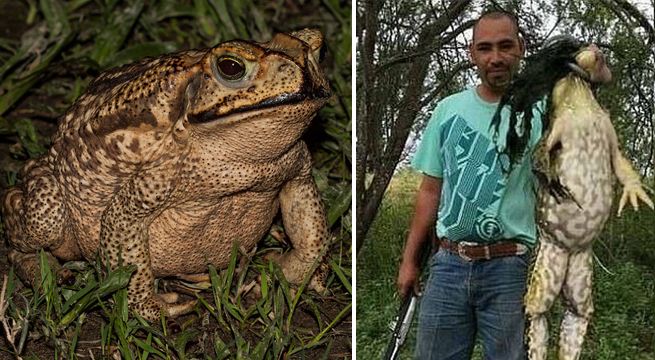 Encuentran sapo venenoso gigante en el patio de una casa y vecinos se llenan de terror [FOTO]