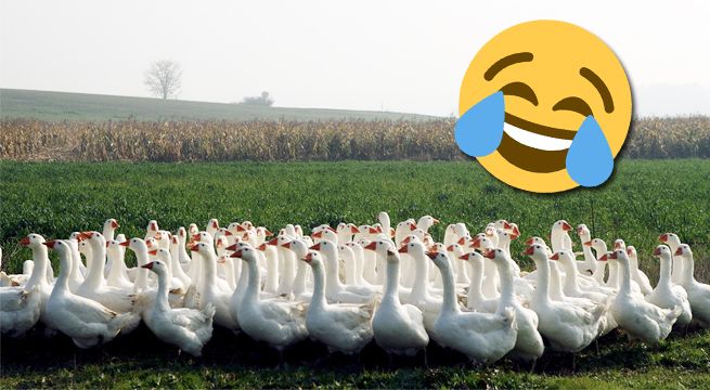 Se detuvo para dejar pasar a una fila de gansos y resultando ser más de mil [VIDEO]