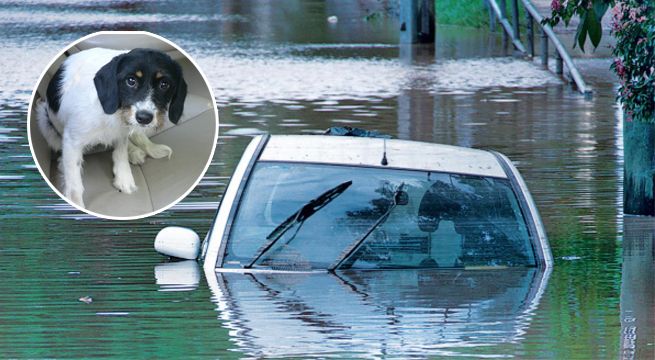Perro conduce por accidente el carro de su dueño y lo sumerge en un lago [VIDEO]