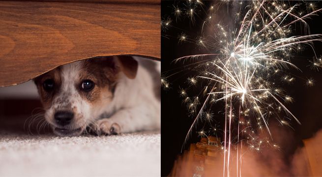 Los mejores consejos para aliviar el estrés de tus mascotas por los pirotécnicos [VIDEO]