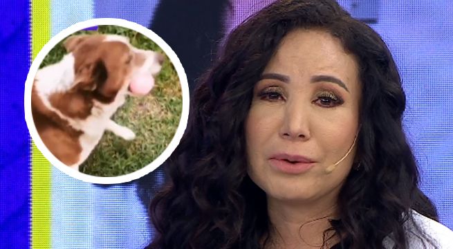 Janet Barboza denunció la muerte por envenenamiento de su mascota 'Manchas' [VIDEO]