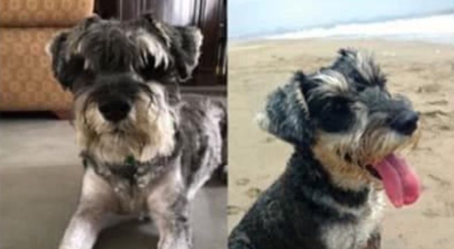 Ofrecen mil soles por encontrar a Chapo, un schnauzer desaparecido en Surco