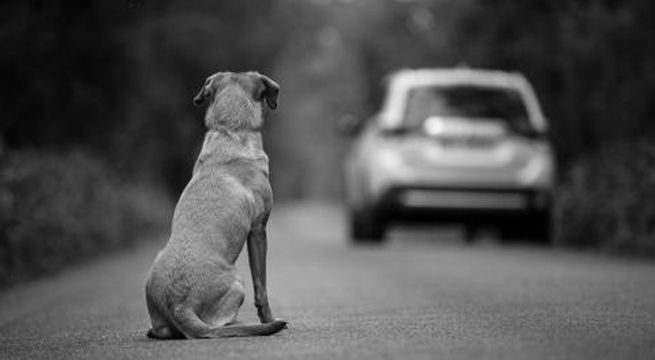 Proponen dar cuatro años de cárcel a quienes abandonen a mascotas en las calles