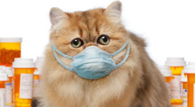 ¿Qué hacer si tu dueño tiene coronavirus?:El gracioso ‘manual’ para gatos que cautiva las redes