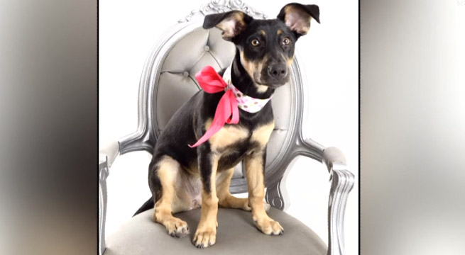 Surquillo: mueren tres mascotas envenenadas por bocado