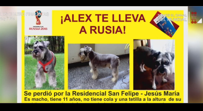 Reporte Semanal: la recompensan mundialista por Alex, una mascota perdida