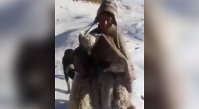 Cusco: niño implora por ayuda cargando a su alpaca muerta por heladas