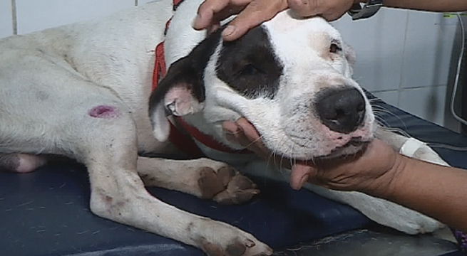 Joven que auxilió a perro que cayó en plena vía expresa hace su denuncia