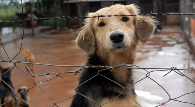 Tengo Algo Que Decirte: “Le doy hogar a 60 perros y mi suegra me hace la vida imposible”