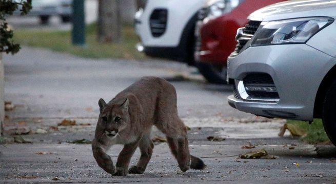 Un puma salvaje recorre las calles de Santiago en medio de la cuarentena [VIDEO]