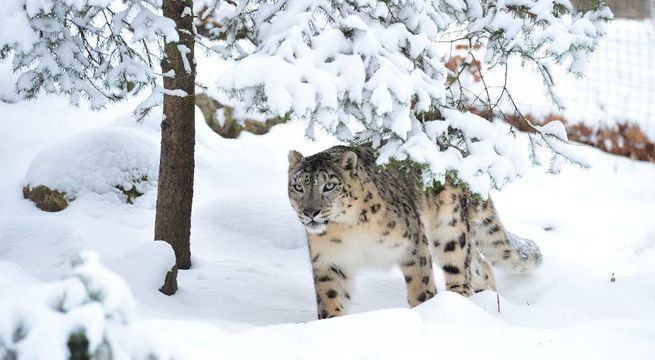 Especie en peligro de extinción reaparece en medio de la cuarentena por coronavirus [FOTOS]