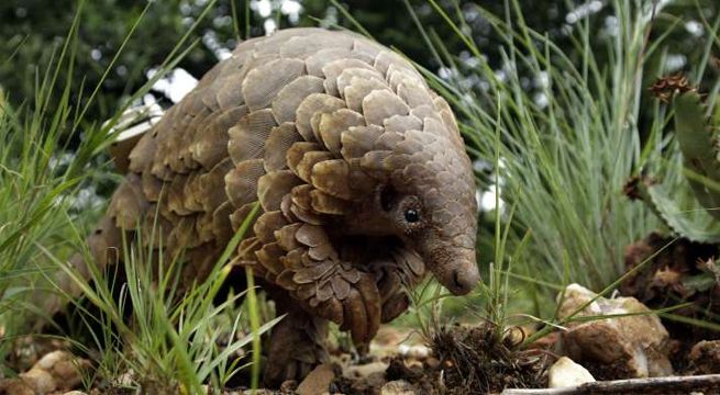 Este animal es el principal sospechoso de ser el origen del Covid-19