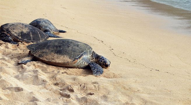 Miles de tortugas invaden playas de la India para hacer sus nidos ante la ausencia de gente [FOTOS]