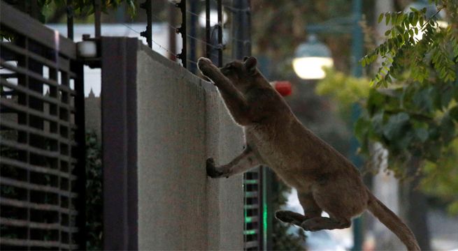 Otro puma silvestre es capturado en Chile durante la cuarentena por coronavirus [FOTOS]