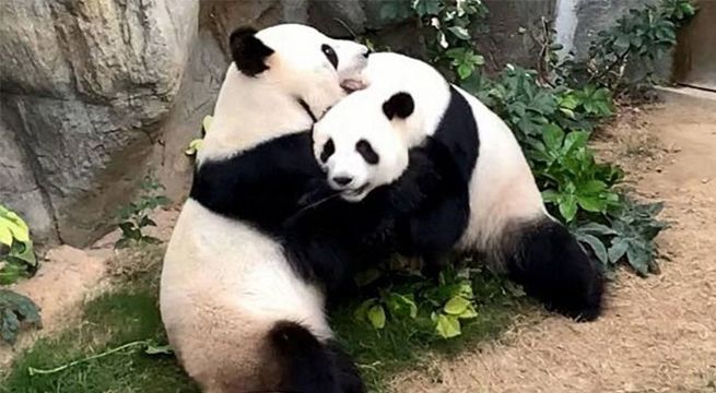 Dos pandas viven juntos hace 10 años, pero se aparean por primera vez en medio de la cuarentena