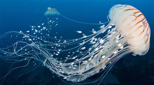 Captan a una medusa en los canales de Venecia durante la cuarentena