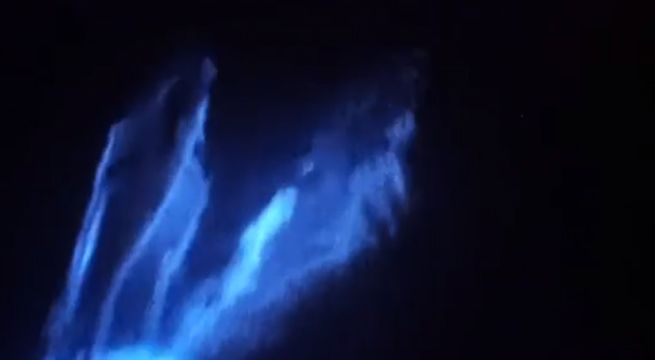 Delfines brillantes fueron captados en California y fotos se vuelven viral