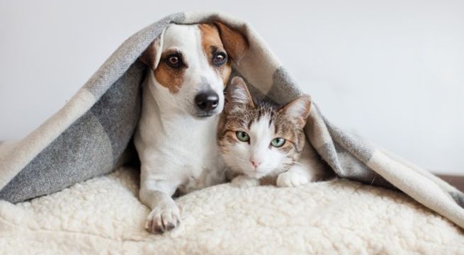 ¿Por qué las mascotas tienen conductas extrañas durante la cuarentena?