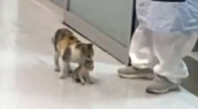 Gata llevó a su cría enferma a emergencia de un hospital