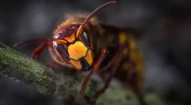 Insecto letal aparece por primera vez en Estados Unidos en medio de la pandemia