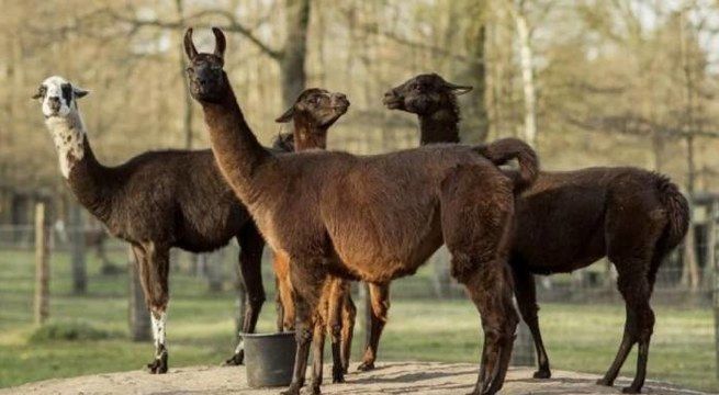 Conoce a Winter, la llama de 4 años que se ha convertido la nueva esperanza contra el coronavirus