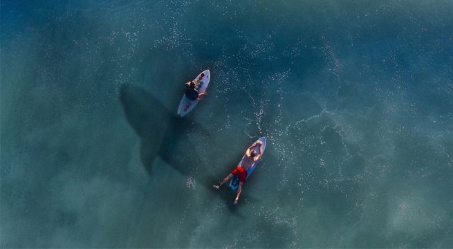 Un tiburón blanco acecha a surfistas sin que estos se den cuenta [VIDEO]