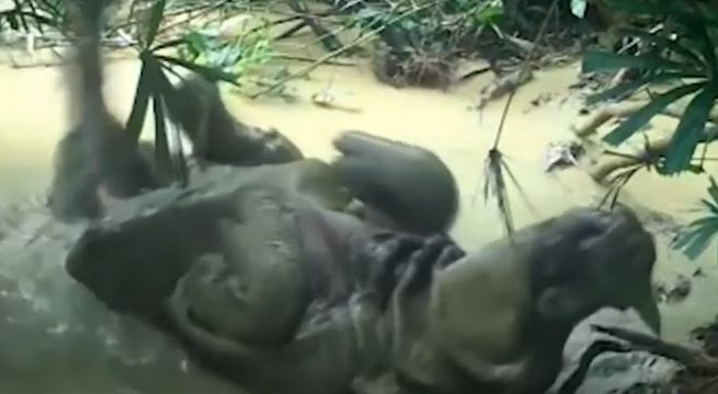 Una cámara oculta capta a rinoceronte de Java en un alegre baño de lodo