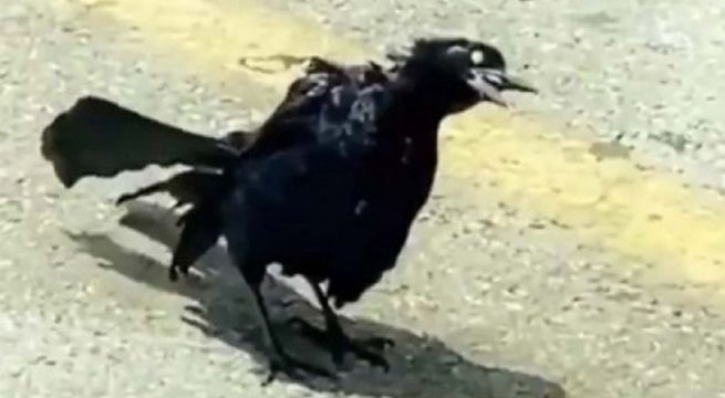 ‘Pájaro zombie’ causa terror en las redes sociales [VIDEO]