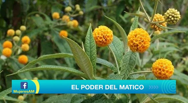 Mujeres al Mando: Conoce los poderes del matico [VIDEO]