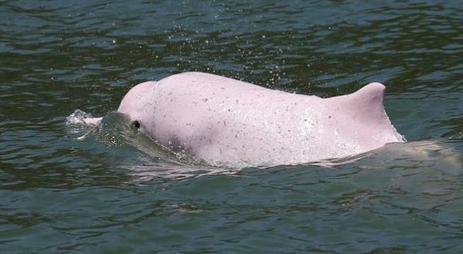 Raros delfines vuelven a Hong Kong debido a que coronavirus detiene tráfico de transbordadores