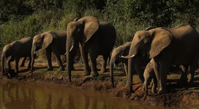 Toxinas en el agua acabaron con la vida de cientos de elefantes