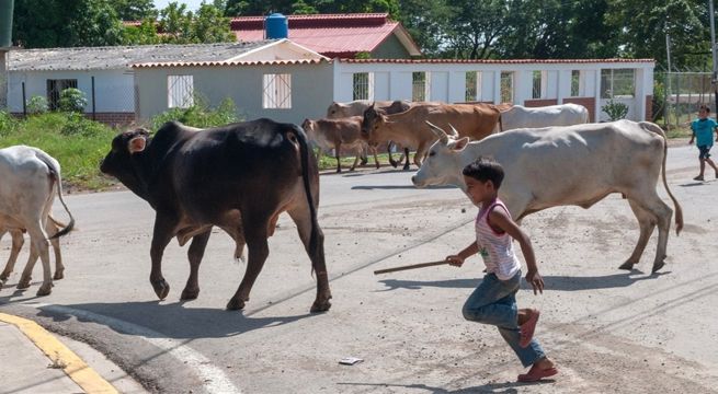 Valiente niño salva a su abuela del ataque de un toro [VIDEO]