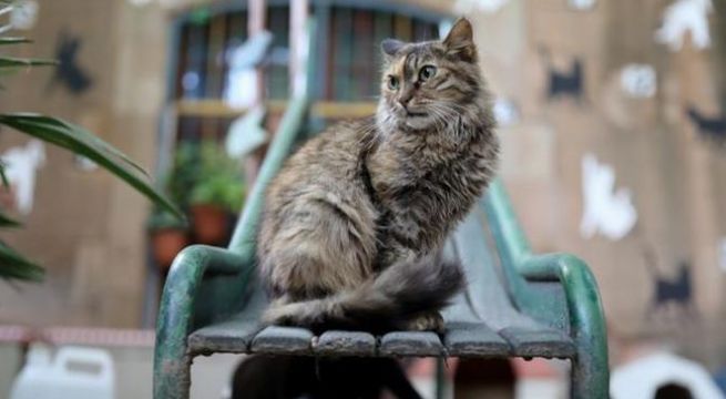 Refugio para gatos de Barcelona recibe felinos huérfanos en tiempos de COVID-19
