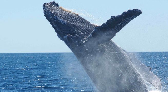 Investigadores tailandeses desentierran raro esqueleto de ballena