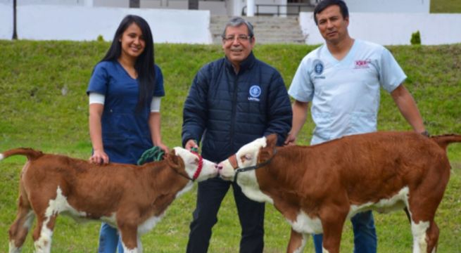 Investigadores de Amazonas obtienen dos clones de vaca alemana