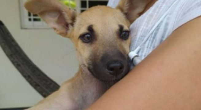 Una familia encontró a un cachorro dormido en un pesebre navideño y le consiguió un hogar