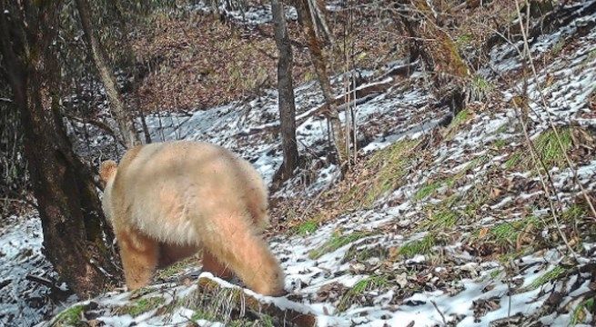 Captan a un oso panda albino en una reserva china