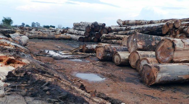 Urge fortalecer medidas para luchar contra el avance de los delitos ambientales