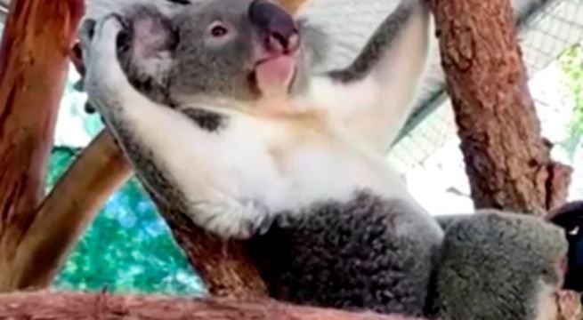 Koala trepa y corre con prótesis en una pata fabricada por dentista australiano