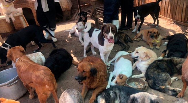 Conoce cómo ayudar a los albergues de mascotas desde casa