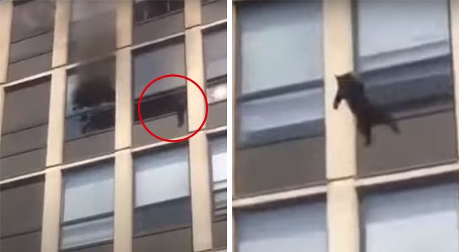 Gatito salta desde el quinto piso de un edificio y cae de pie [VIDEO]