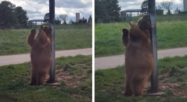 “Oso bailarín” se hace viral en las redes sociales [VIDEO]