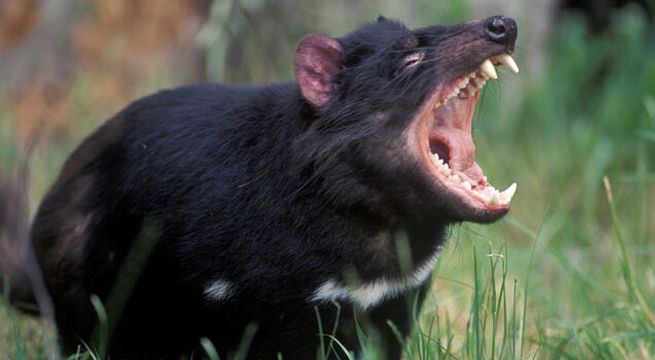 Demonios de Tasmania nacen en Australia por primera vez en 3.000 años