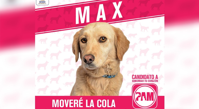 Propuestas de perritos candidatos se hacen virales en las redes sociales