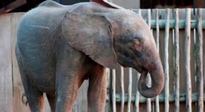 Elefanta albina sudafricana supera todos los pronósticos y prospera en la manada